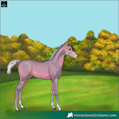 Horse Color:Watercolor Silver Brown 