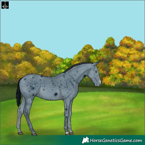 Horse Color:ERROR: UNKNOWN ANOMALY