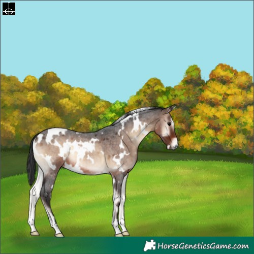 Horse Color:White Spotted Brown Roan Onyx 
