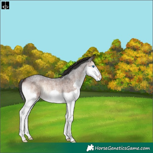 Horse Color:Brown Roan Onyx Splash 
