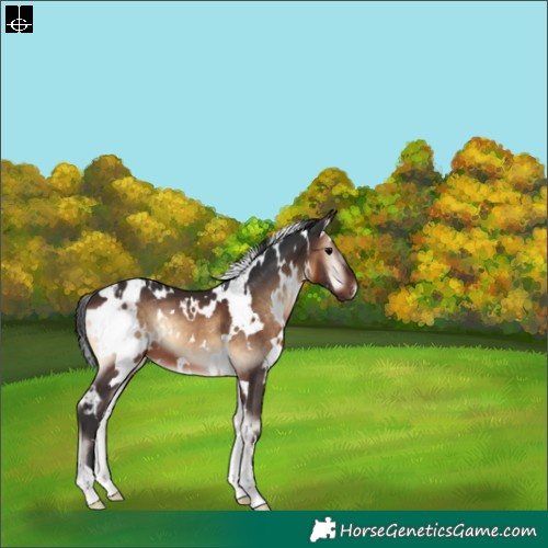 Horse Color:White Spotted Brown Onyx Appaloosa 