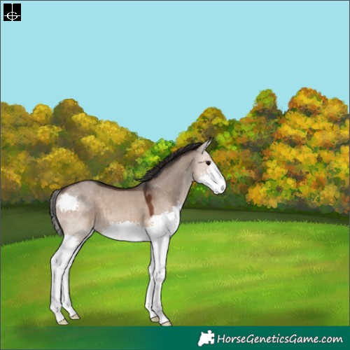 Horse Color:Brown Dun Splash 