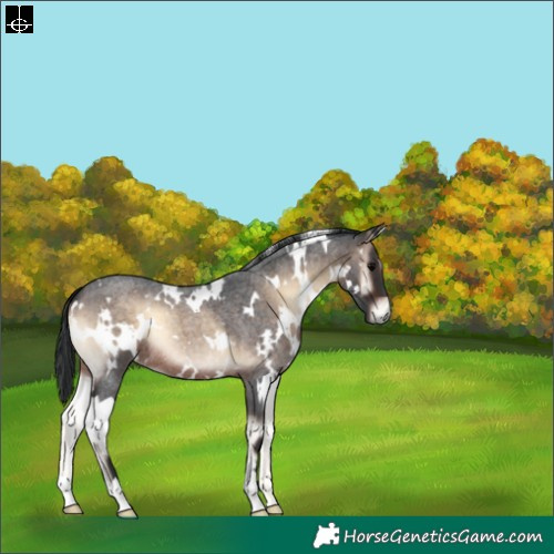Horse Color:White Spotted Brown Roan Onyx 