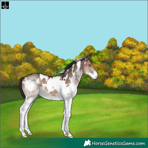 Horse Color:White Spotted Brown Dun Splash 