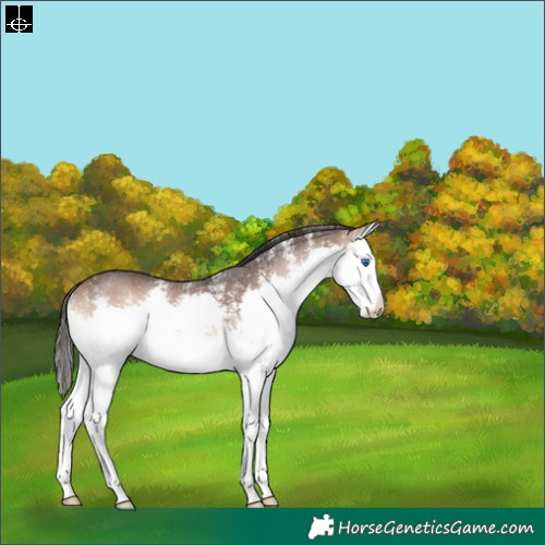 Horse Color:Bay Onyx Sabino Splash 