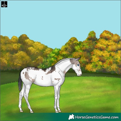Horse Color:White Spotted Brown Dun Splash 