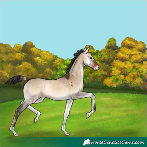 Horse Color:Bay Onyx 