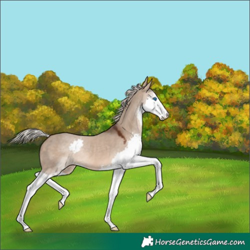 Horse Color:Silver Brown Dun Sabino Splash Rabicano 