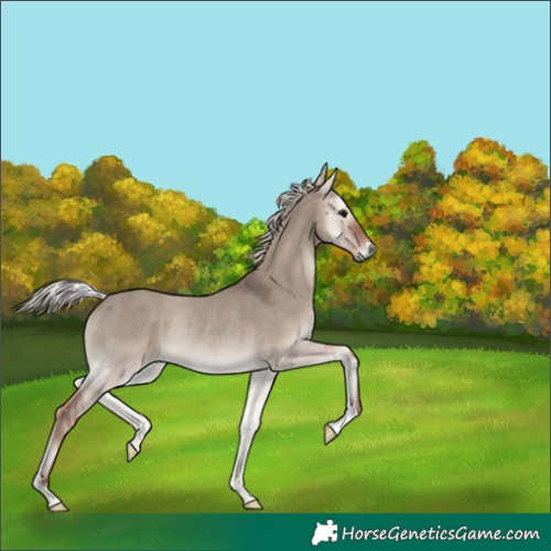 Horse Color:Silver Grullo Onyx Rabicano 