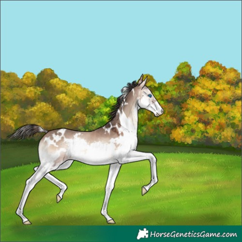 Horse Color:White Spotted Bay Onyx Splash Rabicano 