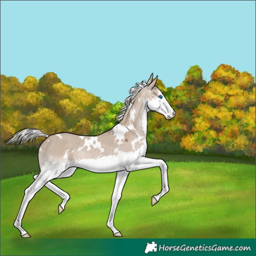 Horse Color:White Spotted Silver Grullo Sabino Splash Rabicano 