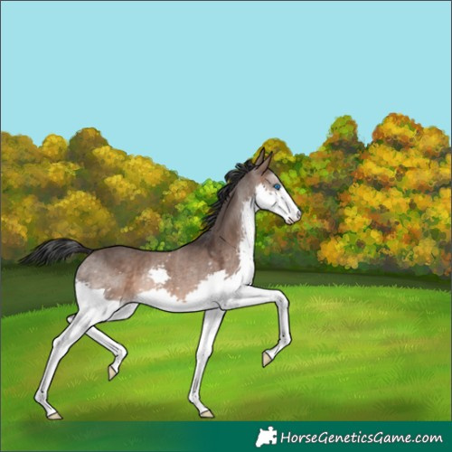 Horse Color:Brown Dun Splash Rabicano 