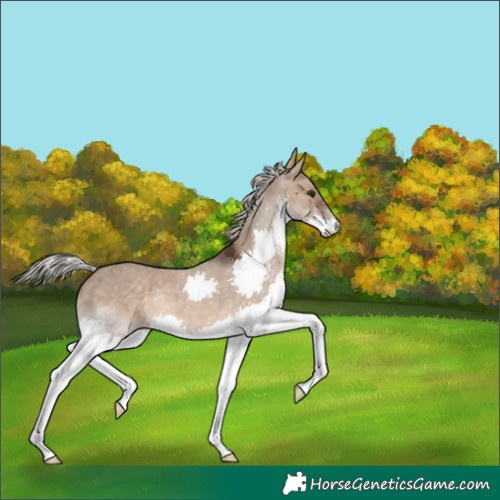 Horse Color:Silver Brown Dun Splash 