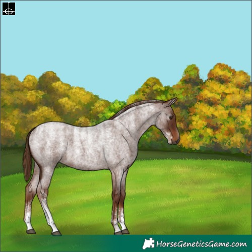 Horse Color:Powder White Gray Red Roan 