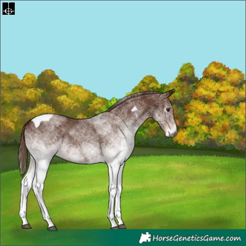 Horse Color:Gray White Spotted Chestnut Tobiano 