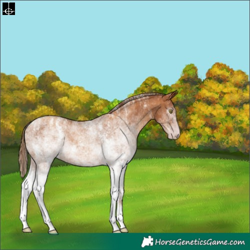 Horse Color:Powder White Gray White Spotted Gold Champagne 
