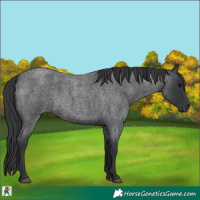 Horse Color:Blue Roan 