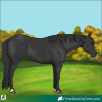 Horse Color:Black 