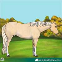 Horse Color:Palomino Roan Tobiano