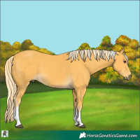 Horse Color:Palomino Tobiano 