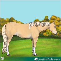 Horse Color:Palomino Tobiano 
