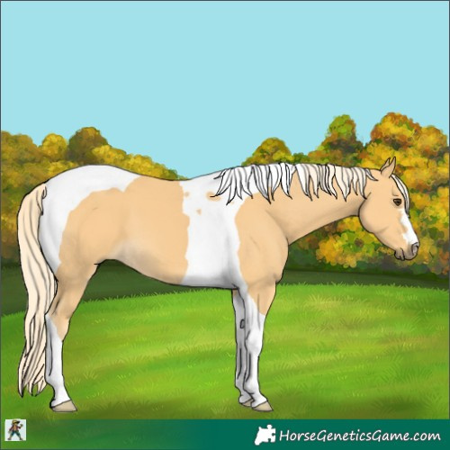 Horse Color:Palomino Tobiano 
