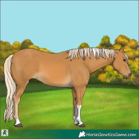 Horse Color:Palomino Tobiano 