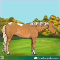 Horse Color:Palomino Tobiano 