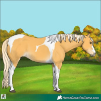 Horse Color:Palomino Tobiano 