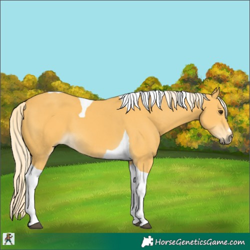 Horse Color:Palomino Tobiano 
