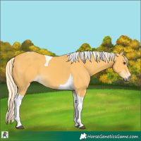 Horse Color:Palomino Tobiano 
