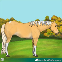 Horse Color:Palomino Tobiano 