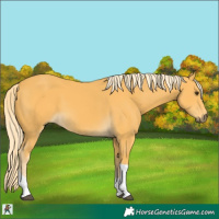 Horse Color:Palomino Tobiano 