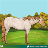 Horse Color:Red Roan 