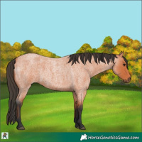 Horse Color:Bay Roan 