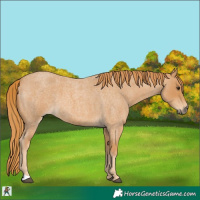 Horse Color:Red Roan 