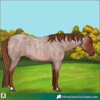 Horse Color:Red Roan 