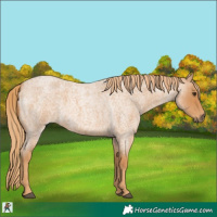 Horse Color:Red Roan 