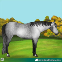 Horse Color:Gray Blue Roan