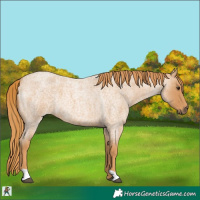 Horse Color:Red Roan 