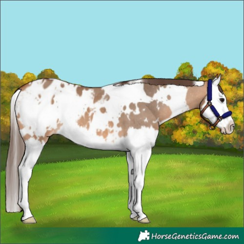 Horse Color:White Spotted Bay Dun Splash Appaloosa 