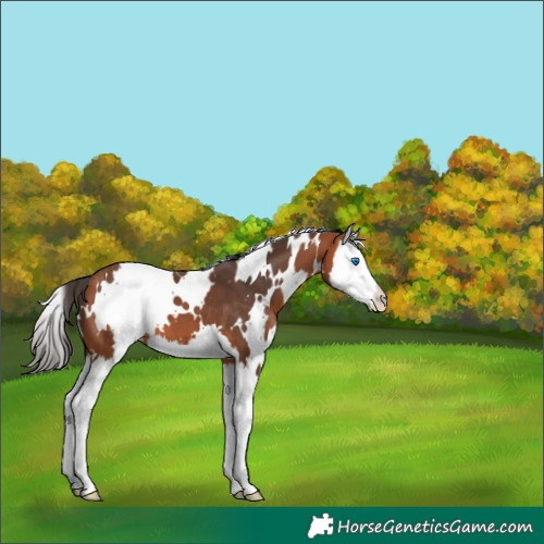 Horse Color:White Spotted Bay Splash
