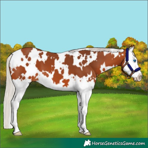 Horse Color:White Spotted Silver Bay Splash