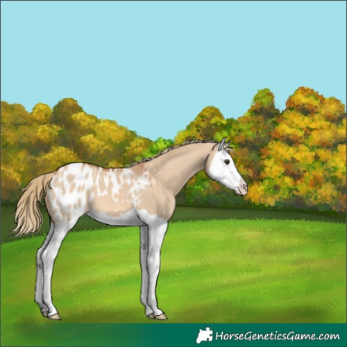 Horse Color:Red Dun Splash Appaloosa