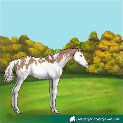 Horse Color:White Spotted Red Dun Splash