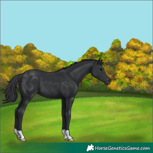 Horse Color:Black 