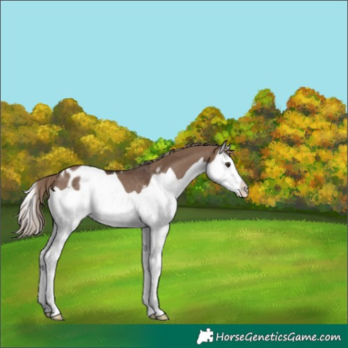 Horse Color:Liver Red Dun Splash Appaloosa Rabicano