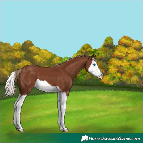 Horse Color:Chestnut Splash