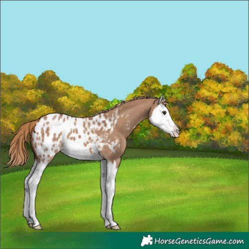 Horse Color:Red Dun Splash Appaloosa 