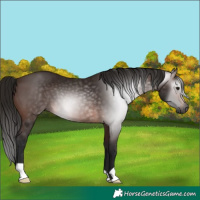 Horse Color:Gray Bay 
